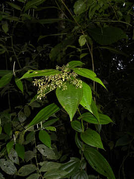 صورة Conostegia dissitiflora (Almeda) Kriebel