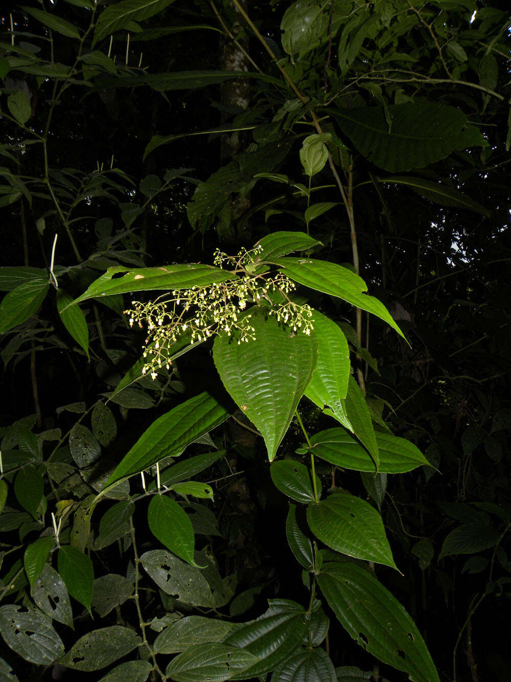 Image of Conostegia dissitiflora (Almeda) Kriebel