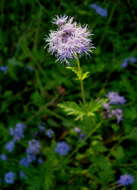 Image of thoroughwort