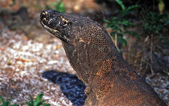 Image of Lace Monitor