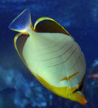 Image of Goldheaded Butterflyfish