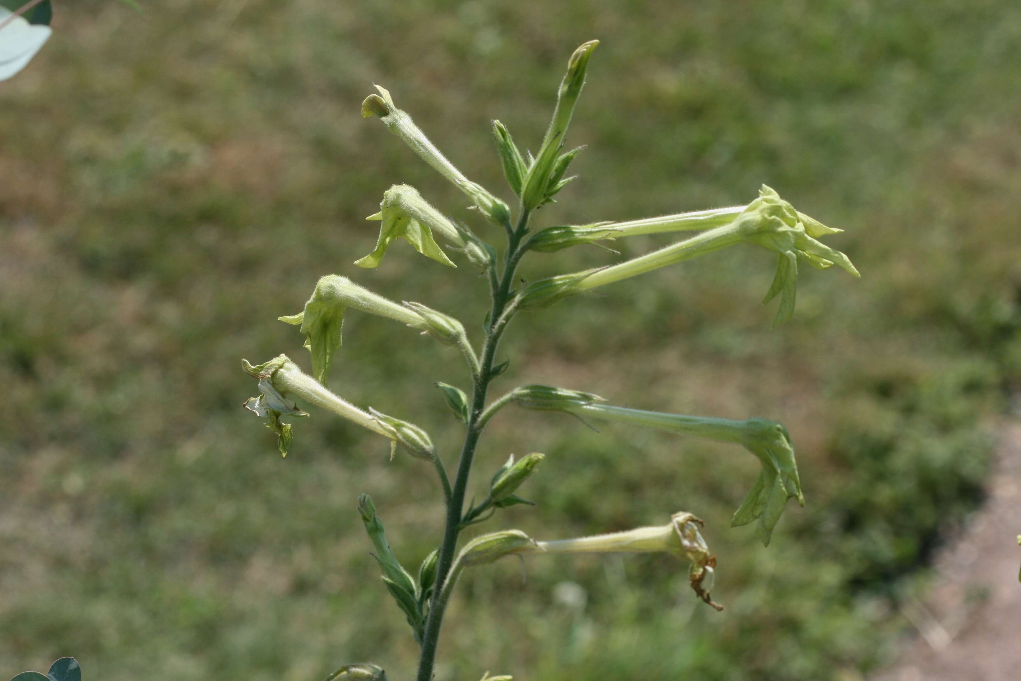 Image of tobacco