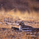 Image of Indian Stone-curlew