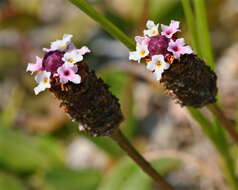 Plancia ëd Phyla nodiflora (L.) Greene