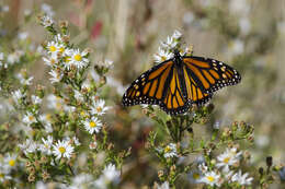 Image of Monarch Butterfly