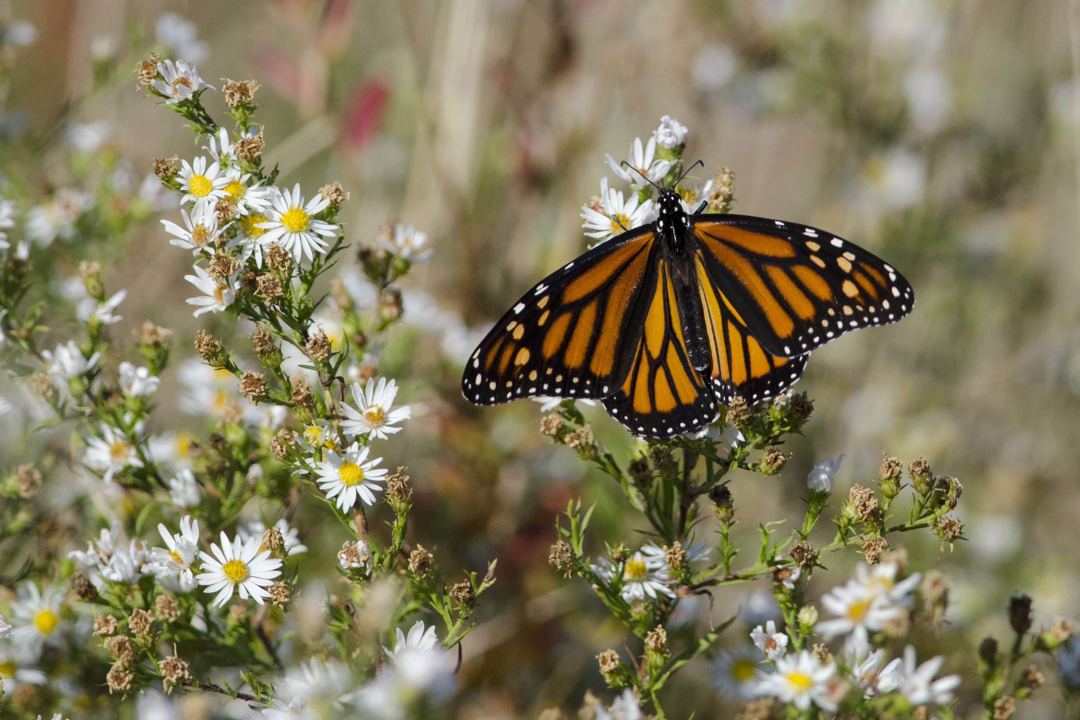 Image of Monarch Butterfly