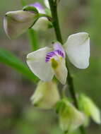 Image of Asemeia ovata (Poir.) J. F. B. Pastore & J. R. Abbott