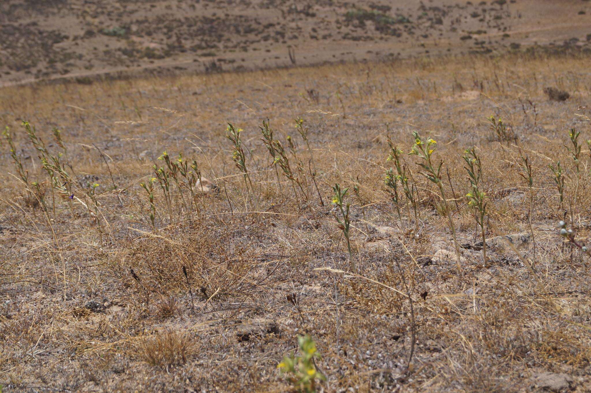 Plancia ëd Chloraea cristata Lindl.