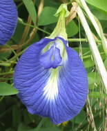 Imagem de Clitoria