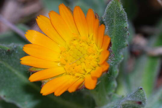 Image of field marigold