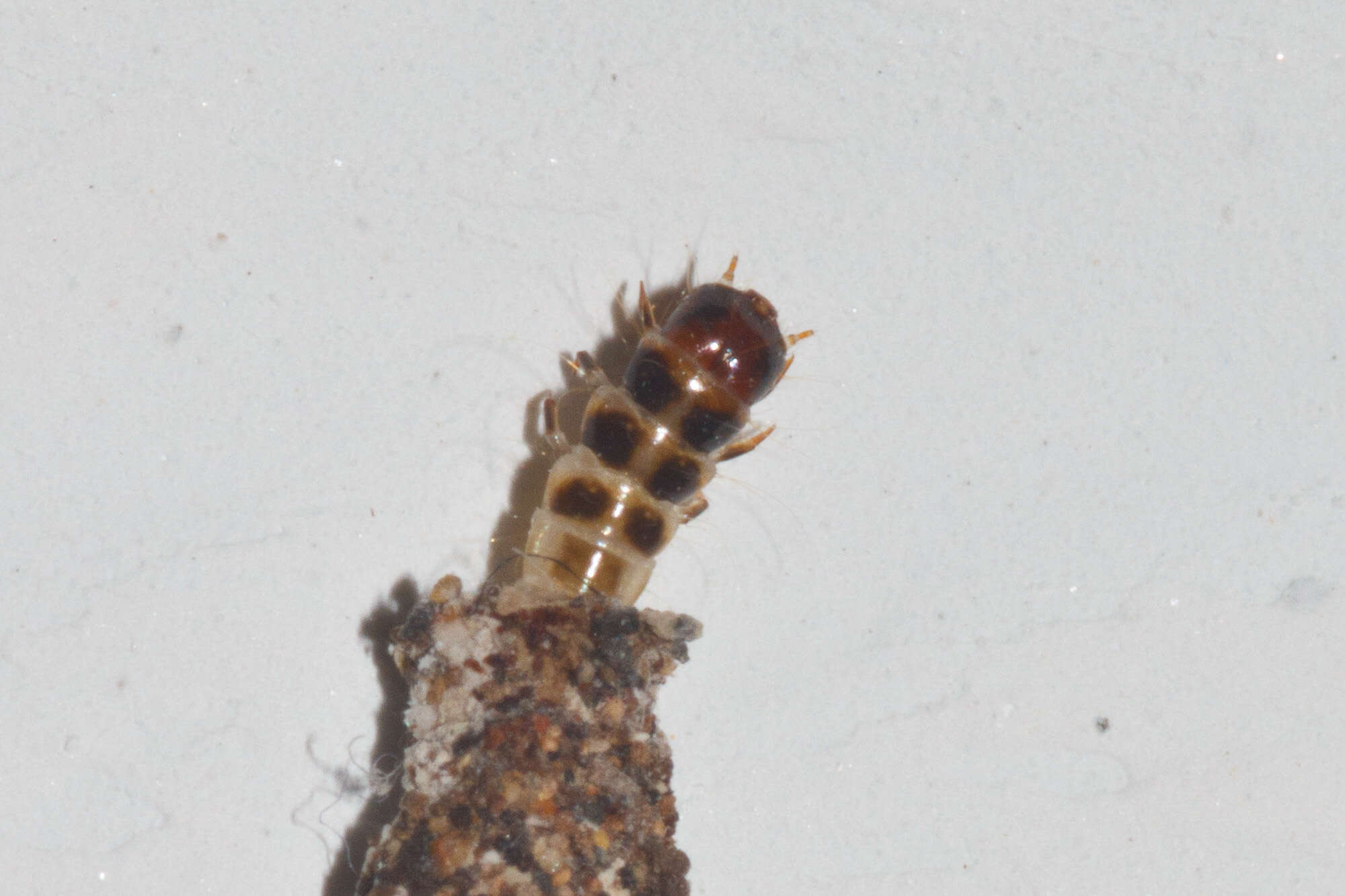 Image of Household Casebearer Moths