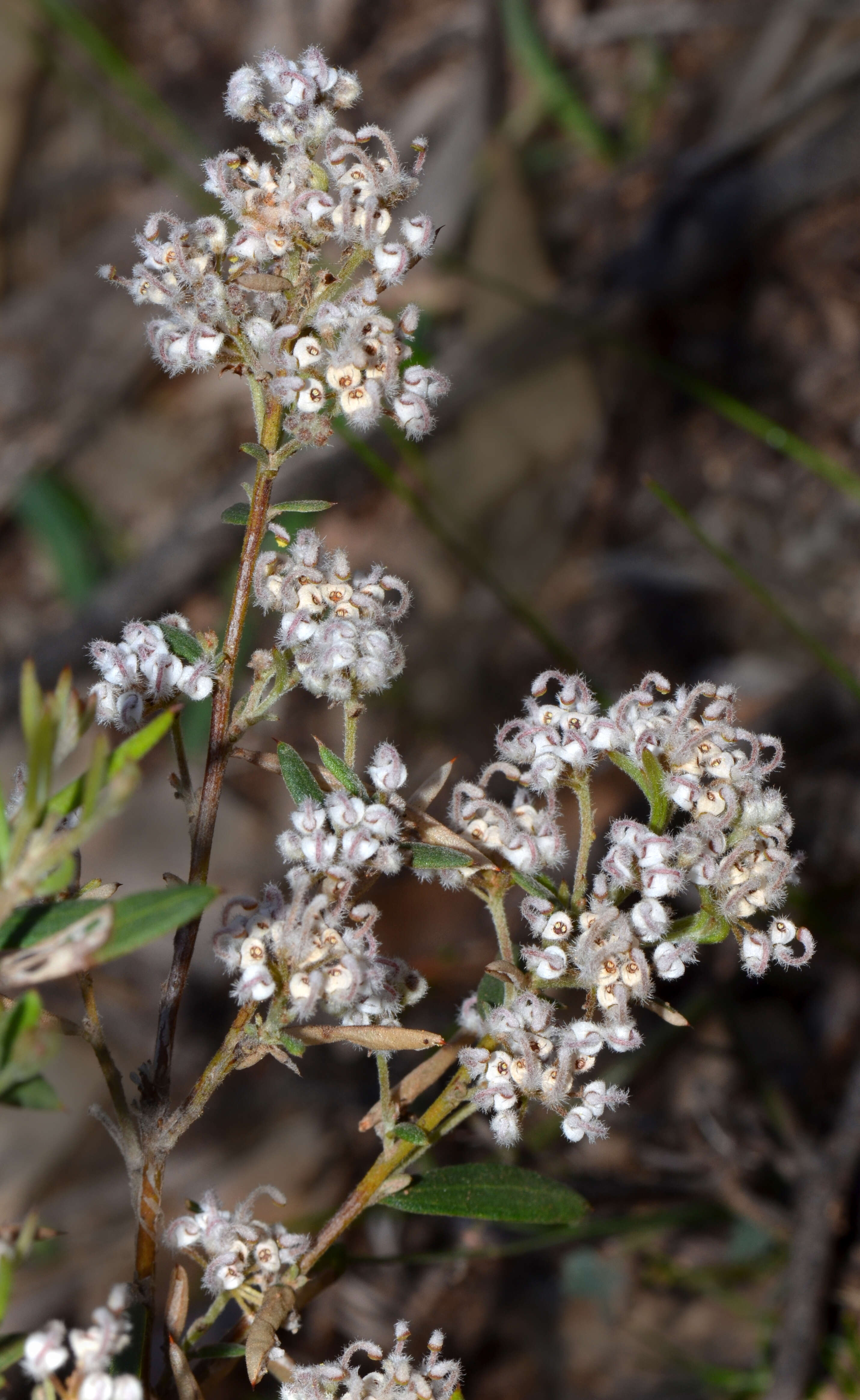 Image of Grevillea hislopii Olde & Marriott