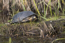 Image of Black-breasted Leaf Turtle