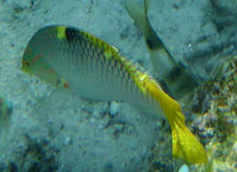 Image of Checkerboard wrasse