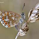 Слика од Polyommatus bellargus (Rottemburg 1775)