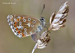 Image of Polyommatus bellargus (Rottemburg 1775)