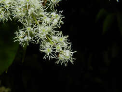 Image of Miconia minutiflora (Bonpl.) DC.