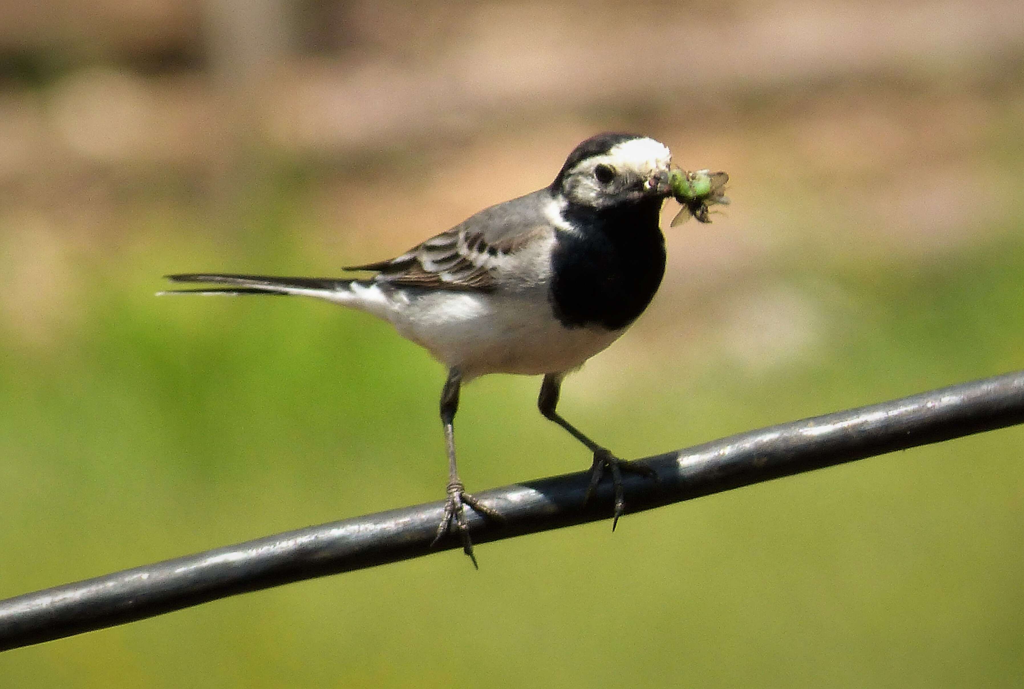 Image of Motacilla alba leucopsis Gould 1838