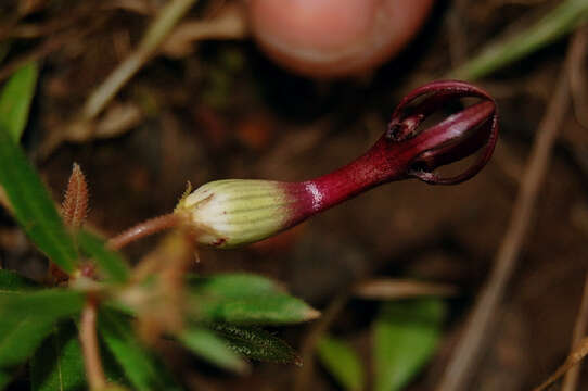 Image of Ceropegia jainii M. Y. Ansari & B. G. Kulkarni