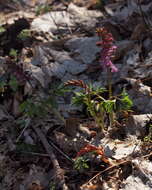 Слика од Corydalis cava (L.) Schweigger & Koerte