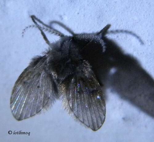 Image of moth flies and sand flies