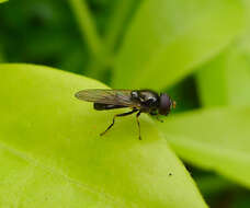 Image of hoverfly