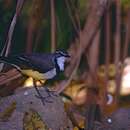 Image of Madagascan Wagtail