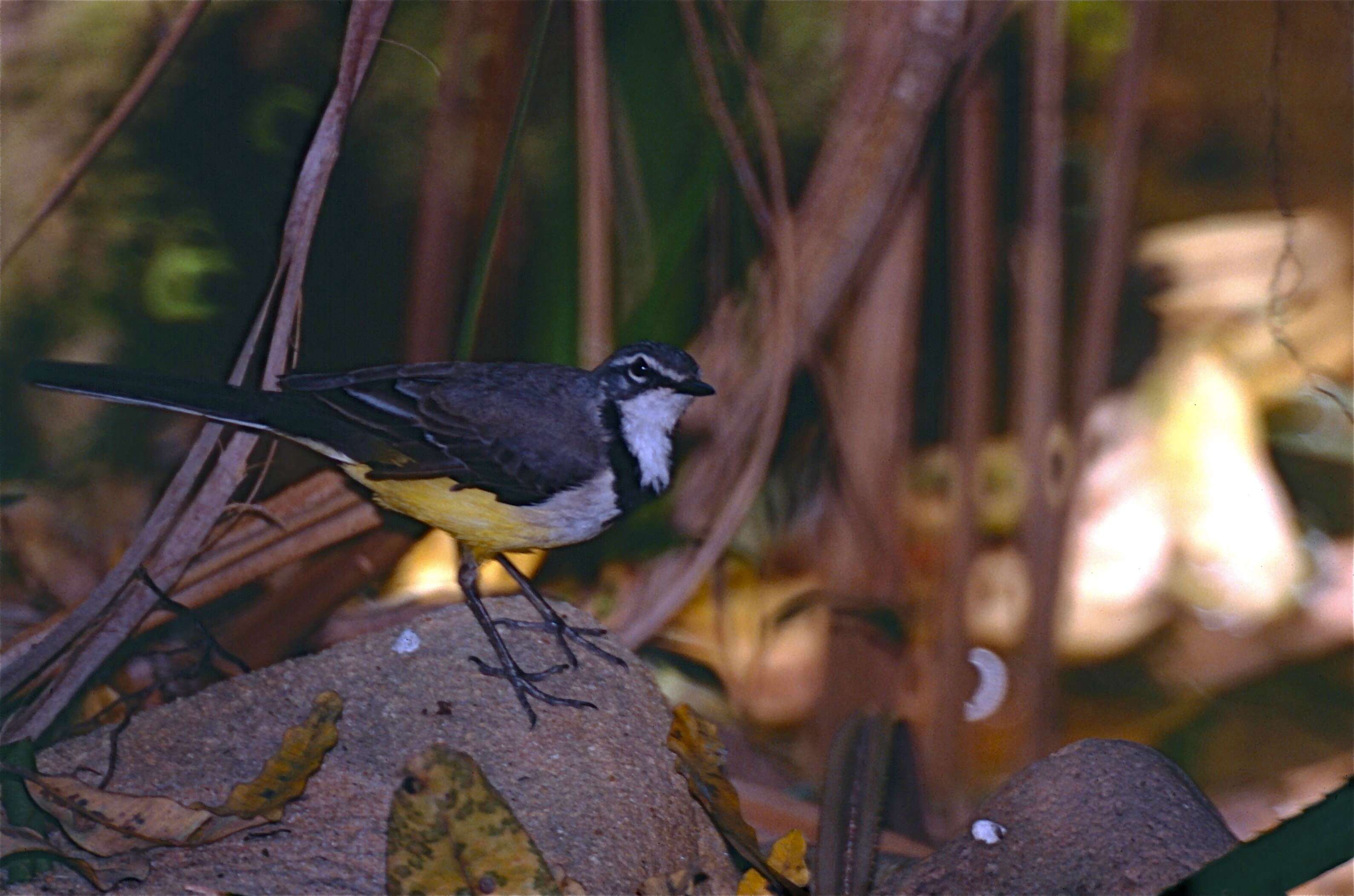 Image de Bergeronnette malgache