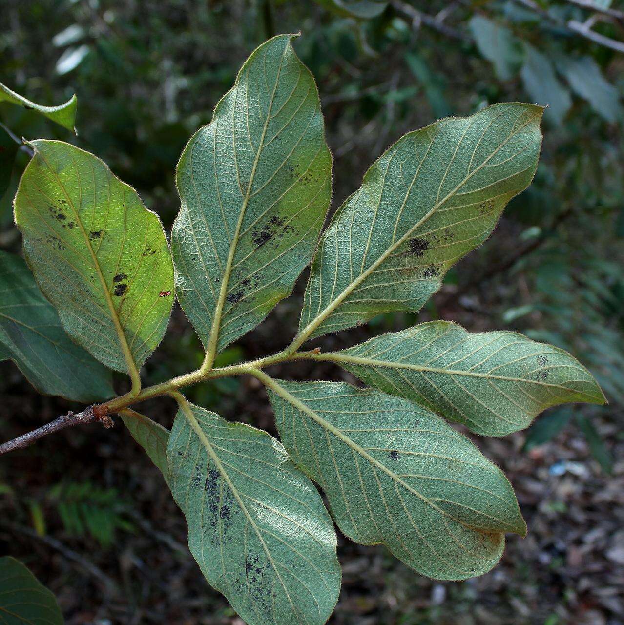 Image of Diospyros lasiocalyx (Mart.) B. Walln.