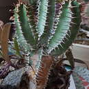 Image of Euphorbia polyacantha Boiss.