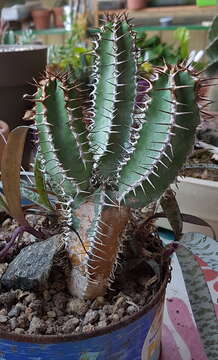 Слика од Euphorbia polyacantha Boiss.