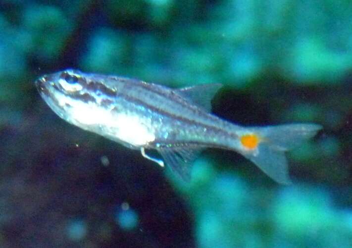 Image of Red-spot cardinalfish