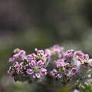 Слика од Daucus pumilus (L.) Hoffm. & Link