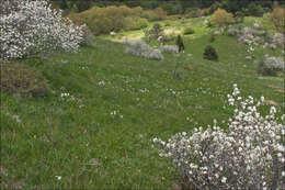 Image of Pheasant's-eye narcissus