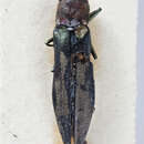 Image of Agrilus punctatissimus Waterhouse 1889