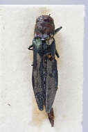 Image of Agrilus punctatissimus Waterhouse 1889