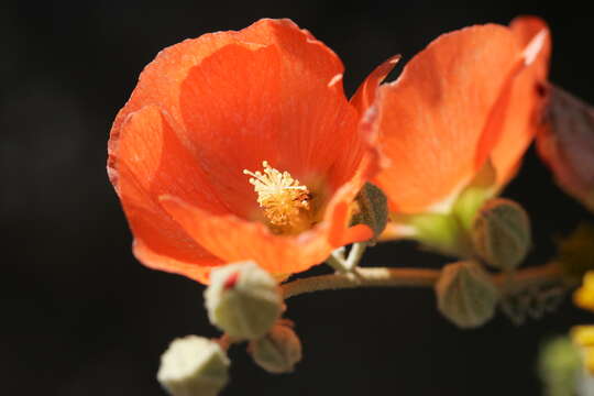 Image of globemallow