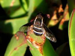 Image of Hemipenthes lepidota