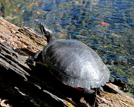 Image of Cooter Turtles