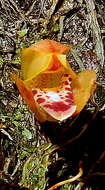 Image of Maxillaria rufescens Lindl.