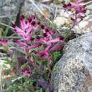 Image of few-flower fumitory