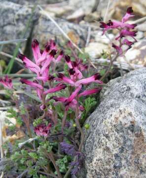 Image of Fumitory