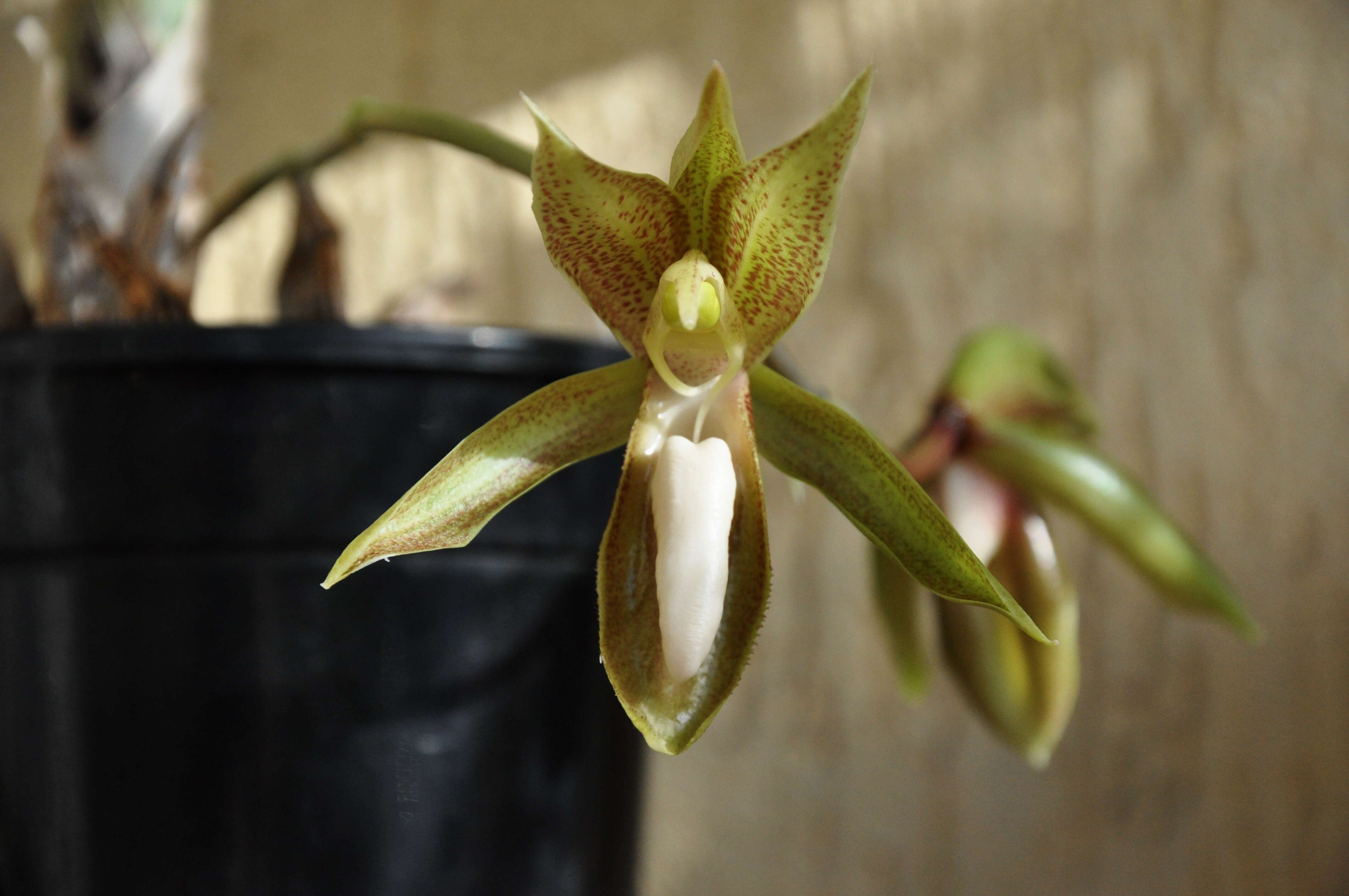 Image of Catasetum tabulare Lindl.