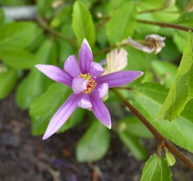 Sivun Grewia occidentalis L. kuva