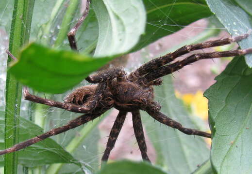 Plancia ëd Dolomedes tenebrosus Hentz 1844