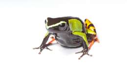 Image of Baron's Mantella