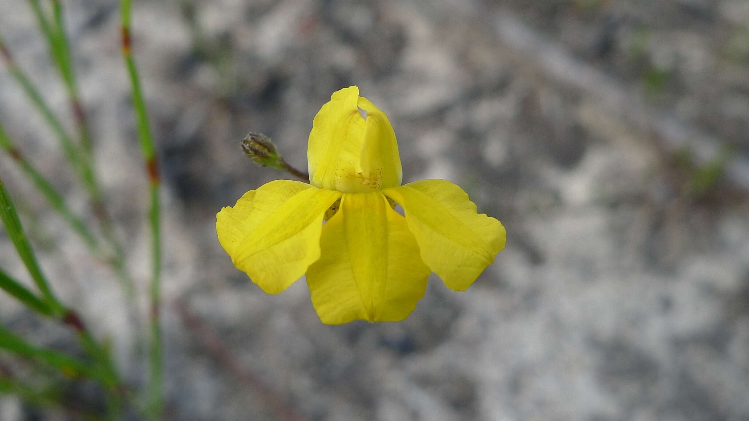 Слика од Goodenia dimorpha Maiden & Betche