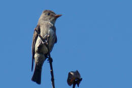 Image of Olive-Sided Flycatcher