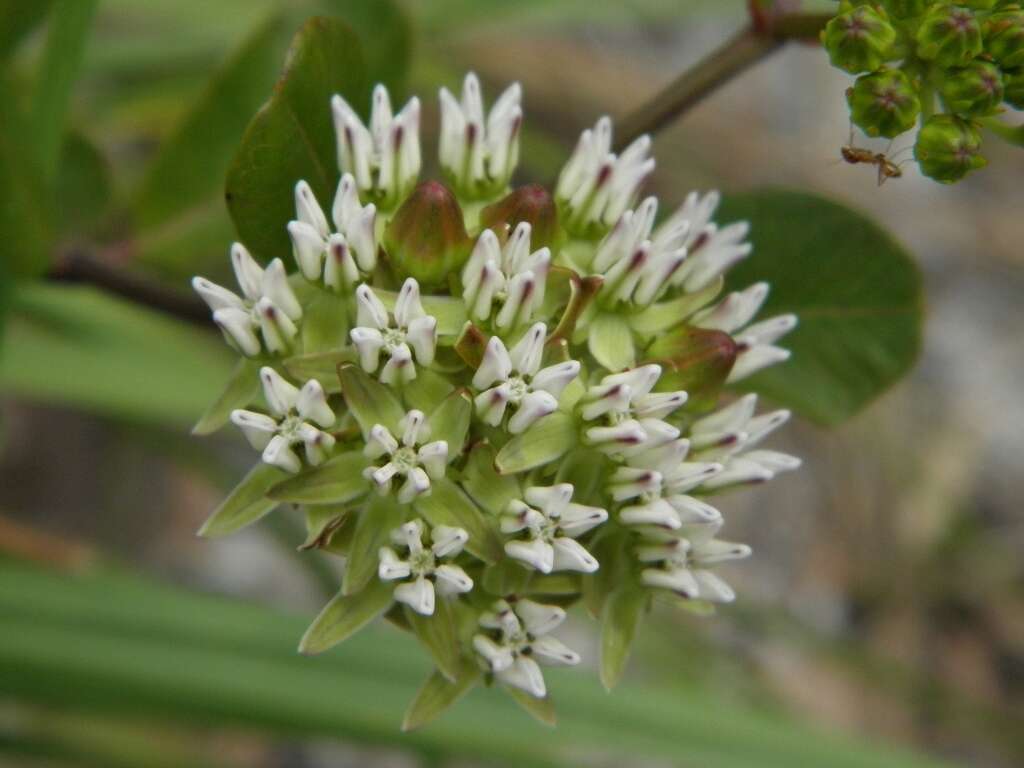 Image of Curtiss' milkweed