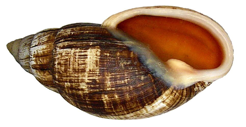 Image of Flax snail